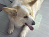 Songlinlong
