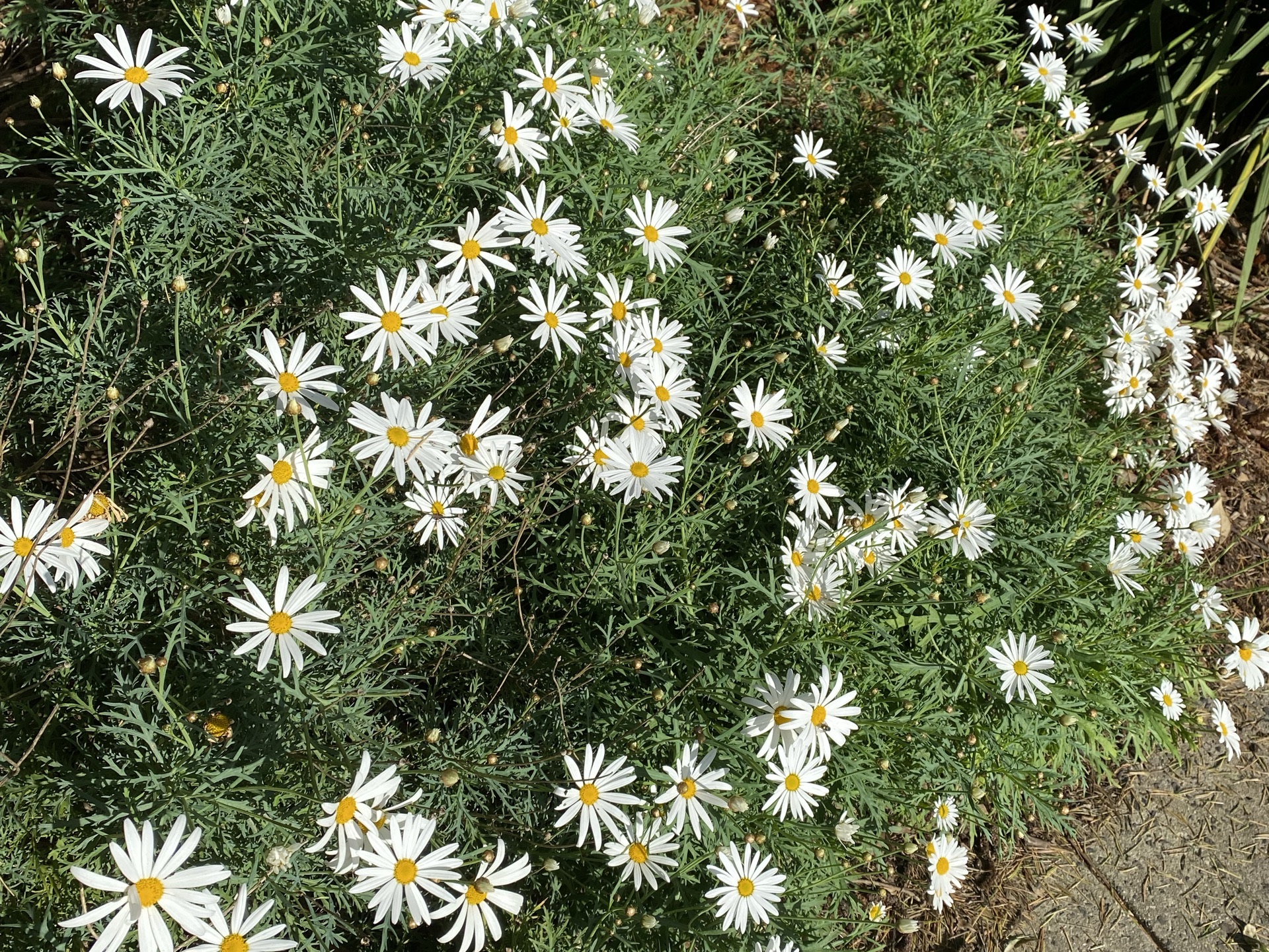 Mosman Park 2023 Top Things to Do Mosman Park Travel Guides Top