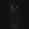 Black-