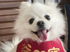 光照逍遙遊