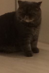 懶玩貓 濟州神話世界度假飯店 – 藍鼎優惠