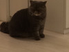 懶玩貓