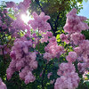wisteria_c