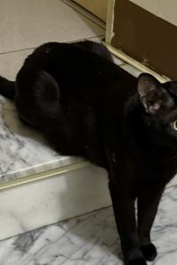 訪客 正午酒店優惠