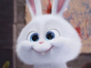 A HappyRabbit