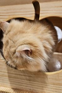 Dylan Yip 灝美公寓 （ 油麻地分店）優惠