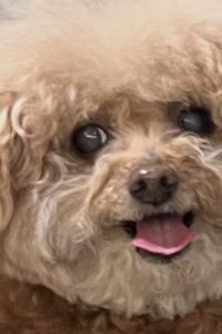 TTraw TOSEI飯店 可可尼淺草藏前優惠