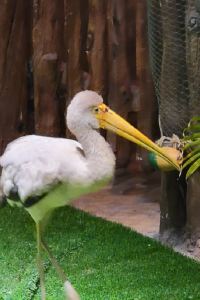 訪客用戶 深圳富苑皇冠假日套房飯店優惠