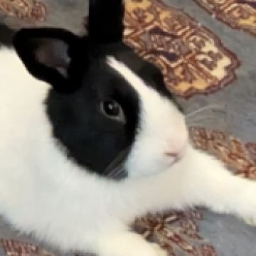 abokabok アクト ホテル 六本木 クーポン