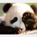 凡醬日本求生術