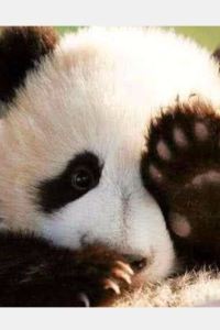 凡醬日本求生術 富士格蘭別墅-時-優惠