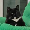 Avatar 1
