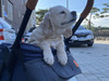Traveler Zack