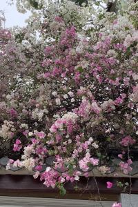 Connielam88 德爾切洛陽台酒店優惠