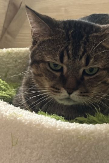 BetaLin 台北晶華酒店優惠