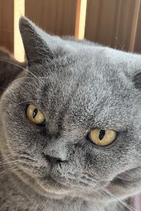 Winniee CHAN