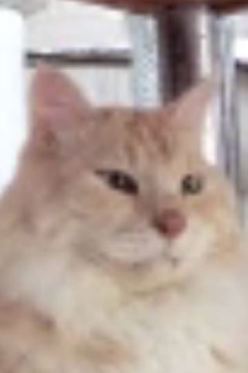 ayu.muta TUBE Sq クーポン