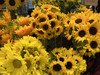 sunflower123