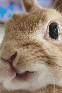 ゲスト ヴィラフォンテーヌ東京茅場町 クーポン