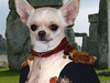 Mr.Chihuahua