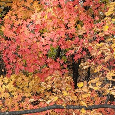 紅葉片片