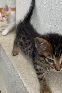 SyharfeeOth OYO 502 普崇美達旅館優惠