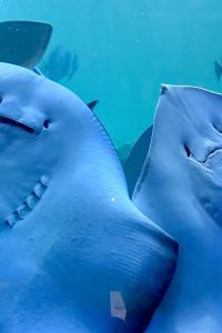 LadyCC 福容大飯店（高雄館）優惠