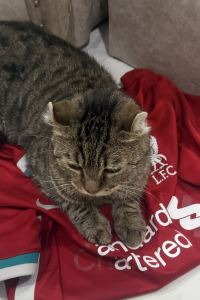 bellenattamon 蘭納精品飯店優惠