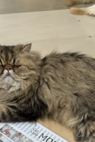 ゲスト 東横INN静岡清水駅前 クーポン