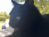 Leapcat