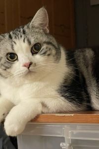 SomChaai 斯考飯店優惠