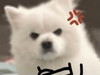 JAPJY