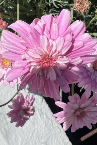 DanyDaniel 馬六甲埃姆斯酒店優惠