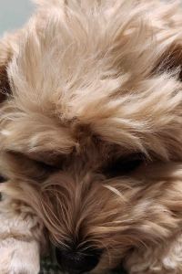 訪客用戶 清邁S48飯店優惠