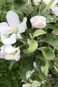 Azisai 丸駒温泉旅館 クーポン