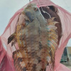 츄러스츄