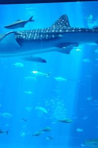 Jaeinism かねひで喜瀬カントリークラブ クーポン