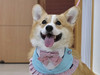 Camy Hui