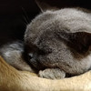 mingmingcat