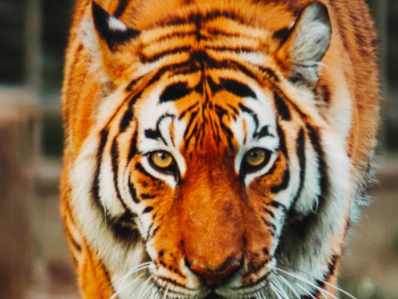 Sam Cheng Tiger