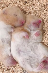 貘生氣 日內瓦勃朗峯阿德吉奧公寓式酒店優惠