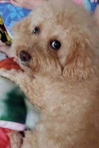 兩公婆旅遊 隠庵ひだ路 - アダルト オンリー クーポン