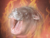 HerpDerp