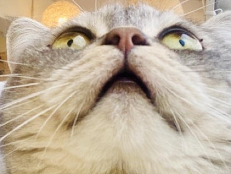 (LFAngel) Diana BaRob