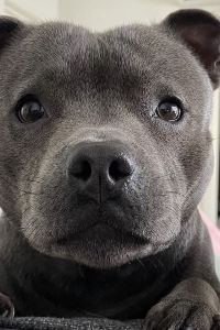 Labrador