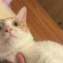 訪客用戶