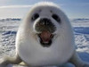 Subaru_Seal
