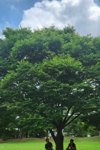 Samgyman Grant Korancho 쿠폰