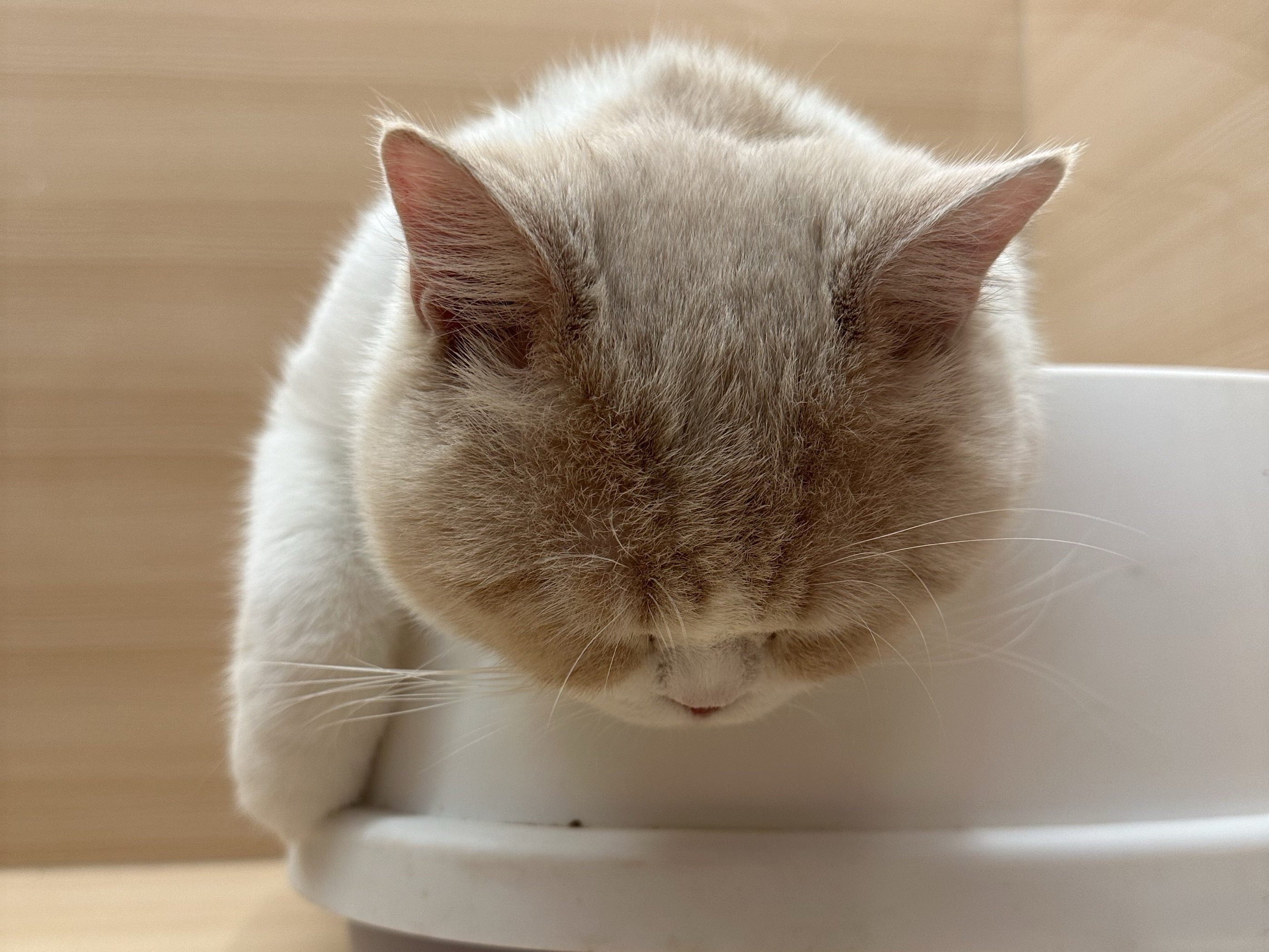 一顆大蕃薯
