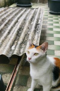 訪客用戶 東橫INN新大阪東三國站前優惠